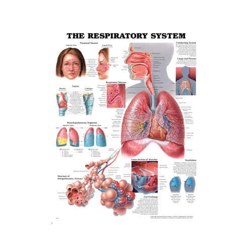 Anatomical Chart- Respiratory System