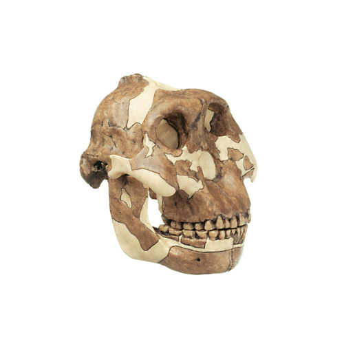 Skull of Paranthropus Boisei