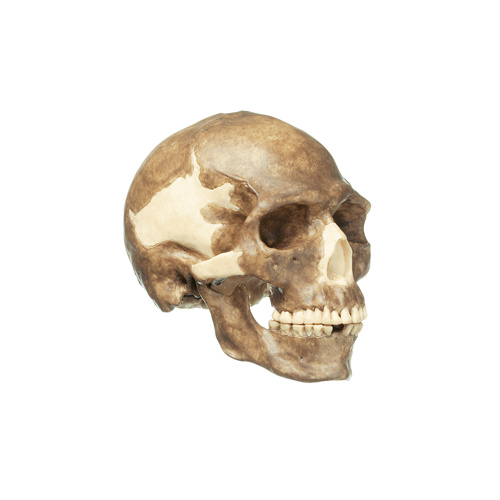 Skull of Homo Sapiens