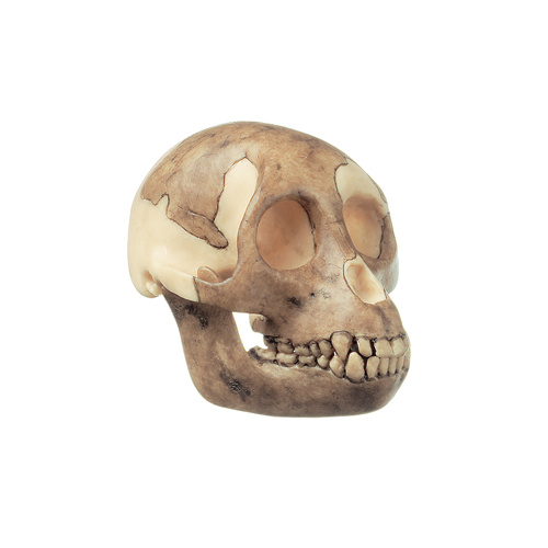 Anatomical Skull of Proconsul Africanus Model