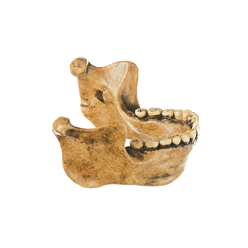 Lower Jaw from Homo Erectus Heidelbergensis