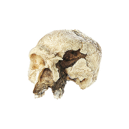 Skull of Homo Steinheimensis (Steinheim)