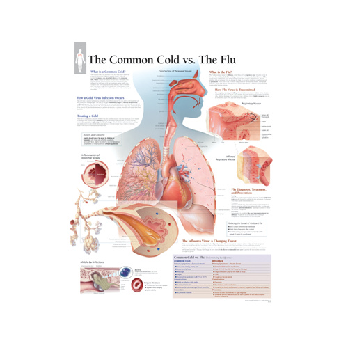 The Common Cold vs the Flu