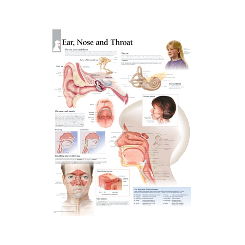 Ear Nose and Throat