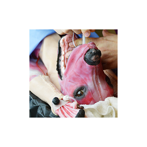 SynDaver Surgical Canine