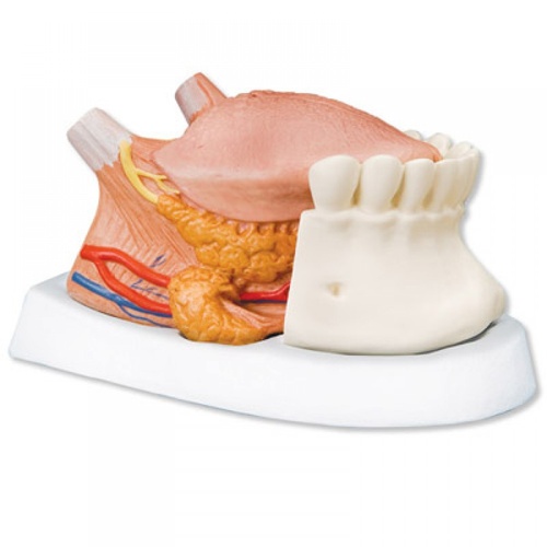 Anatomical Model- Tongue Model, 2.5 times life size, 4 part