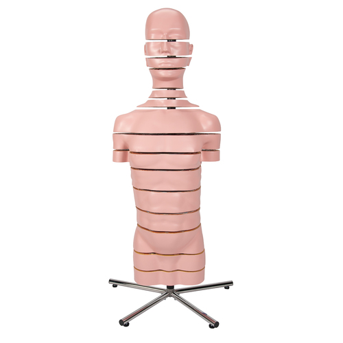 MRI Torso, 15 Transverse Sections