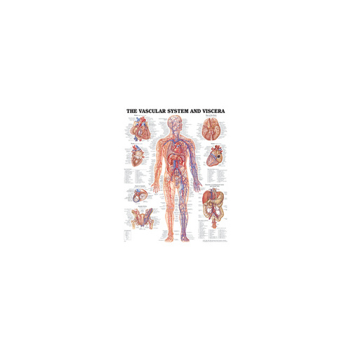 The Vascular System & Viscera Chart