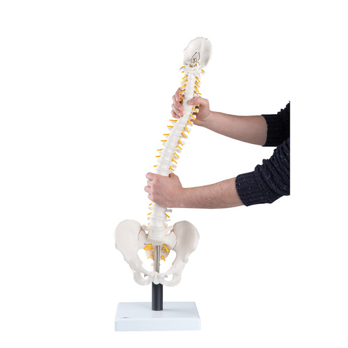 Anatomical Model- Flexible Spine Model with Soft Intervertebral Discs