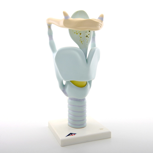 Anatomical Model- Functional Larynx Model, 3 times full-size