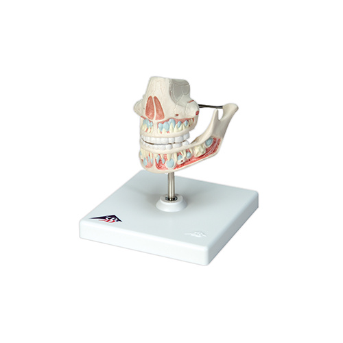 Anatomical Models of Adult Dentures