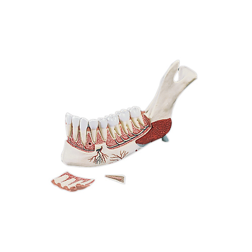 Anatomical Lower Jaw, Half (11pt) model