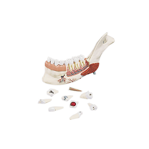 Anatomical Lower Jaw, Half (19pt) Model