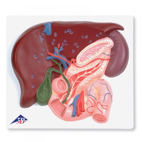 Anatomical Model- Liver with Gall Bladder, Pancreas and Duodenum
