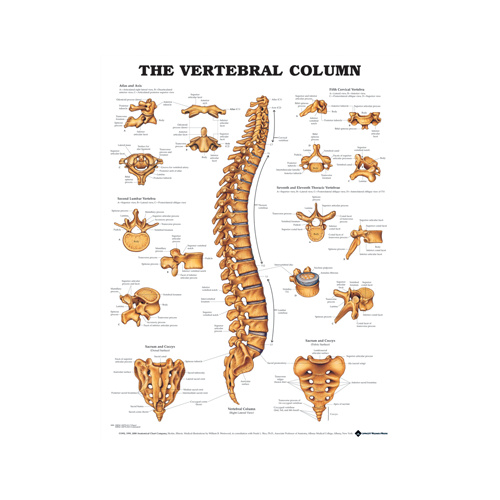 The Vertebral Column Chart
