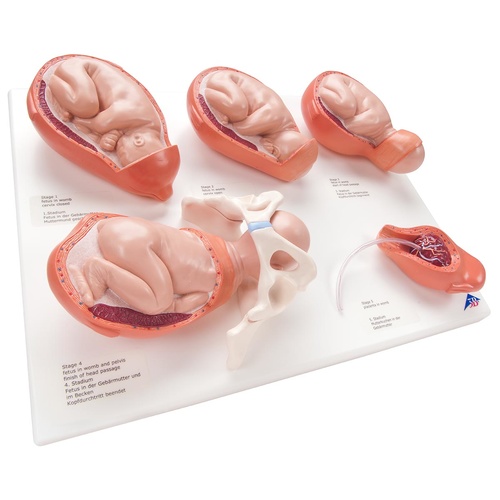 Anatomical Labour Stages Model