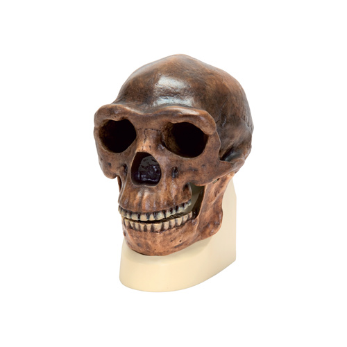 Anatomical Skull, Sinanthropus Model