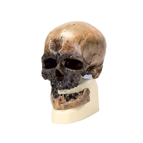 Anatomical Skull, Cro-Magnon Model