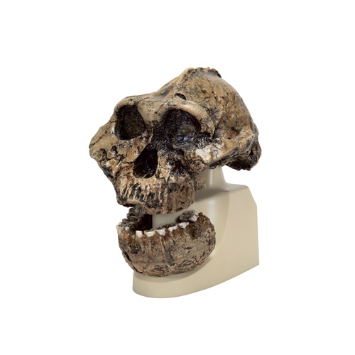 Skull, KNM-ER 406, Omo L. 7a-125