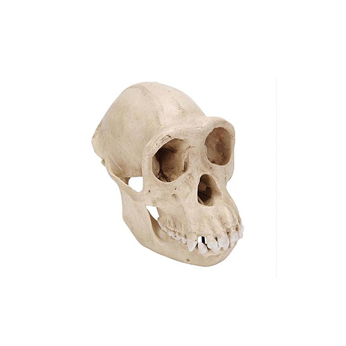 Anatomical Skull, Female Chimpanzee Model