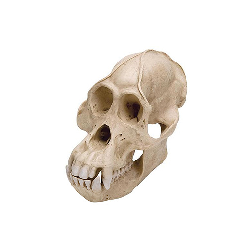 Skull, Male Orangutan