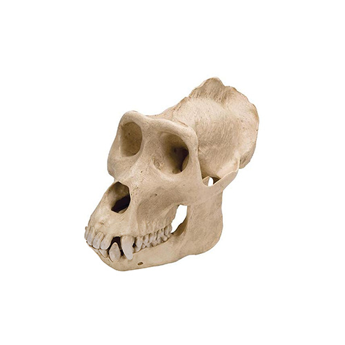 Anatomical Skull, Male Gorilla Model