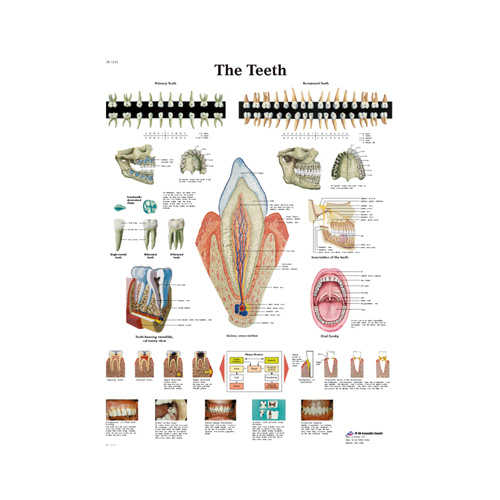 Anatomical Teeth Chart