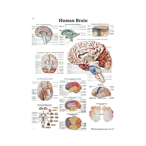Anatomical Models to Know Human Brain 