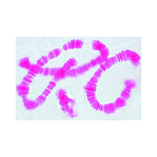 Mitosis and Meiosis Set I