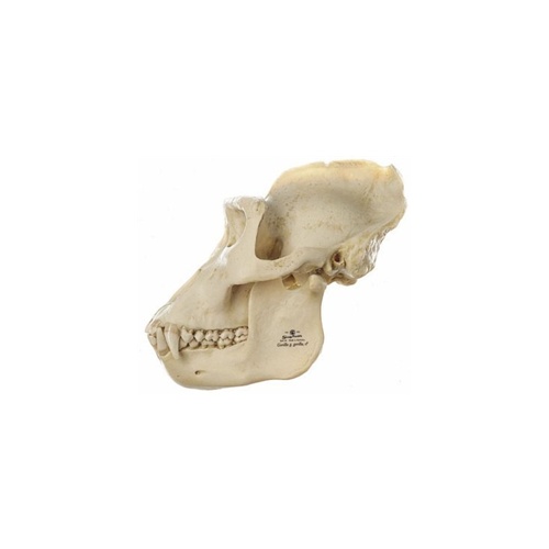 Skull of Gorilla