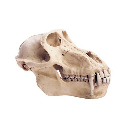 Skull of Baboon