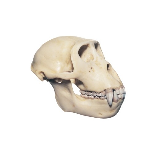 Skull of Rhesus Ape