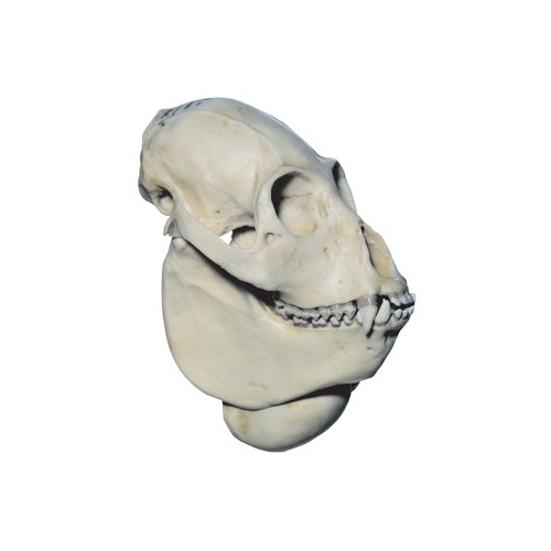Anatomical  Models about Skull of Howling Monkey