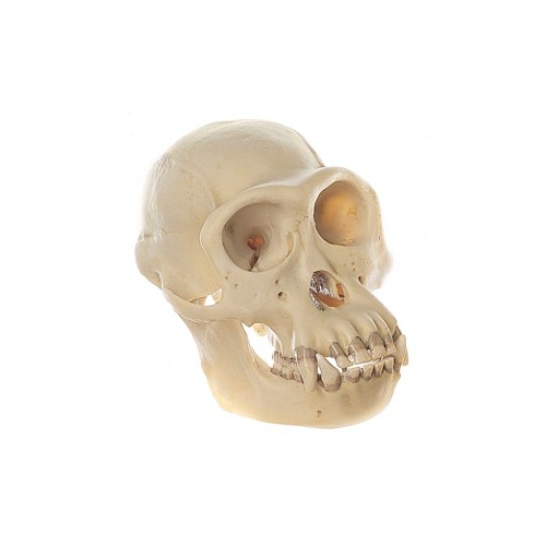 Skull of Chimpanzee