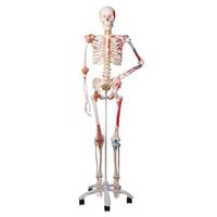 Skeleton Models 