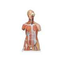 Human Torso Models  