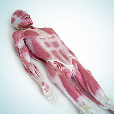 Synthetic Cadaver Models 