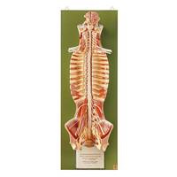 Nervous System Models 
