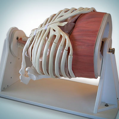 Surgical Simulation 