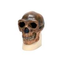 Anthropology Skulls