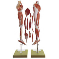 Feet and Lower Limb