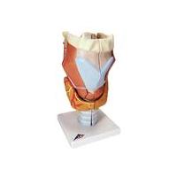Larynx