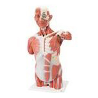 Musculature