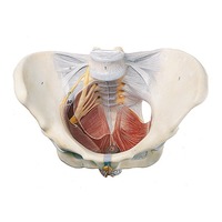 Human Pelvic Models 