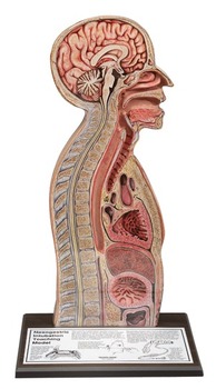 Nasogastric