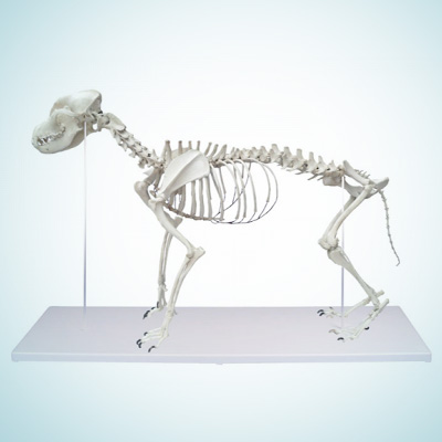 Veterinary Models